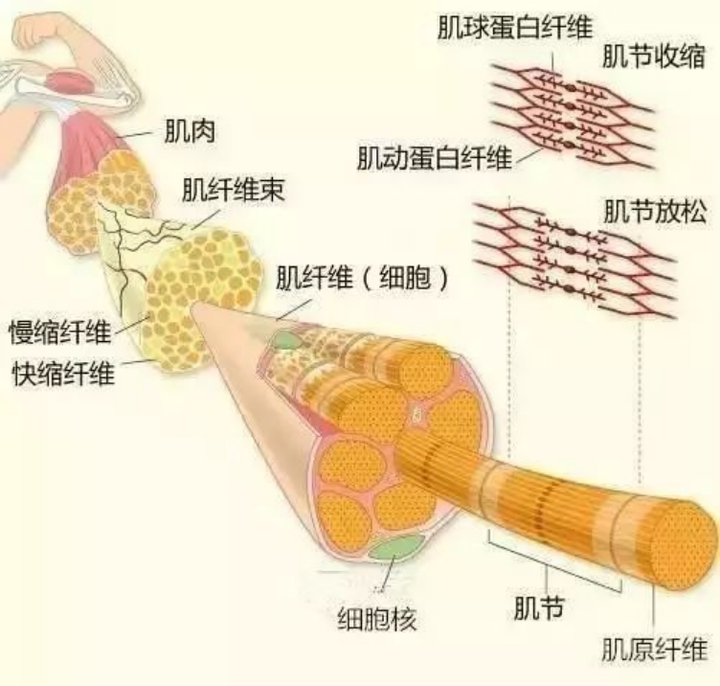 健身房增肌训练视频_健身房哪些运动不增肌_健身房增肌食谱